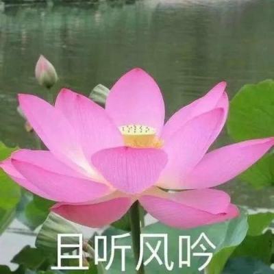 广东惠州基层防疫扑杀宠物狗 街道致歉涉事者停职